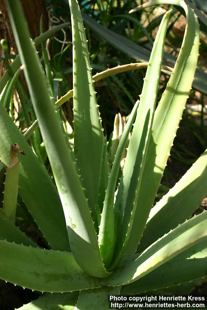 Photo: Aloe vera 6. up Photo: Aloe vera 8. ›