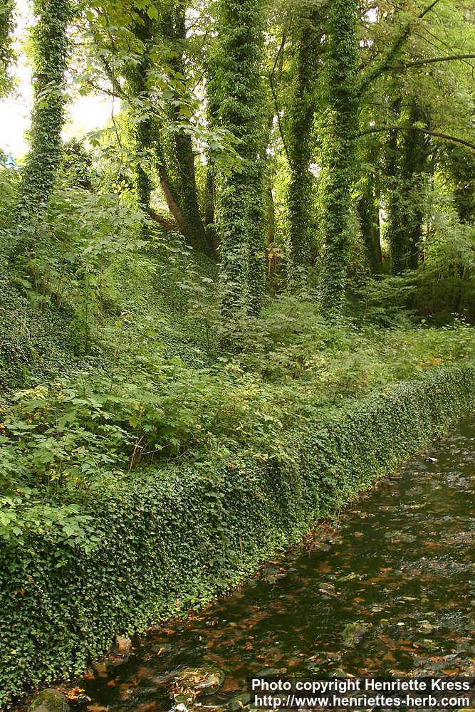Hedera helix L. Engl.: common ivy, ivy, English ivy. Deu.