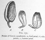 Fig. 151. Petals of Cercis canadensis