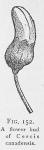 Fig. 152. A flower bud of Cercis canadensis.