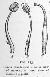 Fig. 153. Cercis canadensis, stamens and pistil.