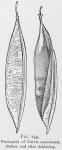 Fig. 154. Fruit-pods of Cercis canadensis.