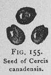 Fig. 155. Seed of Cercis canadensis.
