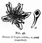 Fig. 46. Flower of Coptis trifolia.