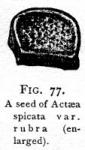 Fig. 77. A seed of Actaea spicata var. rubra.