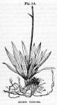 Fig. 14. Aletris farinosa.