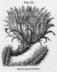 Fig. 52. Cactus grandiflorus.