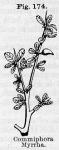 Fig. 174. Commiphora myrrha.