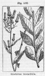 Fig. 105. Erechtites hieracifolia.