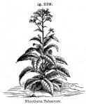 Fig. 239. Nicotiana Tabacum.