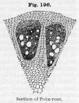 Fig. 196. Section of Poke-root.