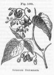 Fig. 100. Solanum dulcamara.