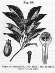 Fig. 59. Eugenia aromatica.