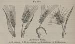 Fig. 204. Hordeum or Barley.