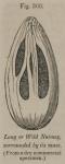 Fig. 300. Long or Wild Nutmeg,