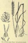 Fig. 17. Triticum vulgare (Wheat).