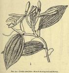 Fig. 50. Vanilla planifolia.