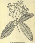 Fig. 96. Cinnamomum cassia.