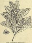 Fig. 186. Pimenta officinalis.