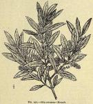 Fig. 197. Olea europaea - Branch.