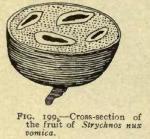Fig. 199. Cross-section of the fruit.