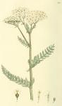 074. Achillea millefolium.