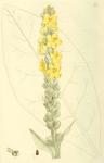079. Verbascum thapsus.