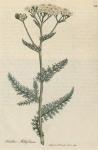064. Achillea millefolium. C.