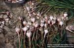 Photo: Allium sativum 6.