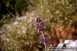 Photo: Salvia columbariae 1.