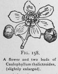 Fig. 158. A flower and two buds