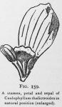 Fig. 159. A stamen, petal and sepal 